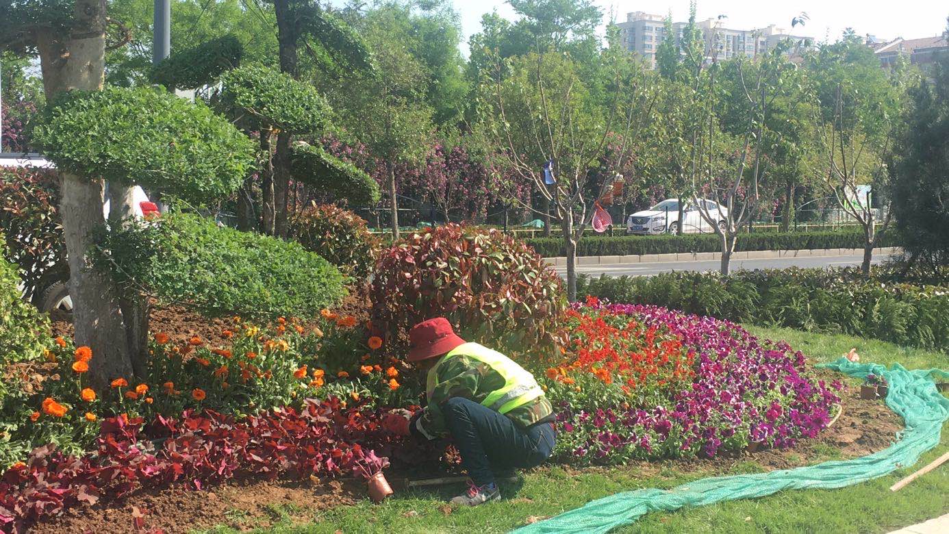 劉長(zhǎng)山路綠化施工正酣 園林工程加速推進(jìn)，打造綠色生態(tài)走廊
